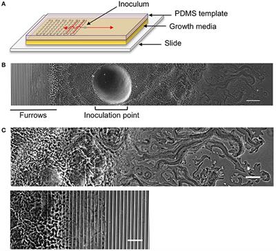 Micro-Patterned Surfaces That Exploit Stigmergy to Inhibit Biofilm Expansion